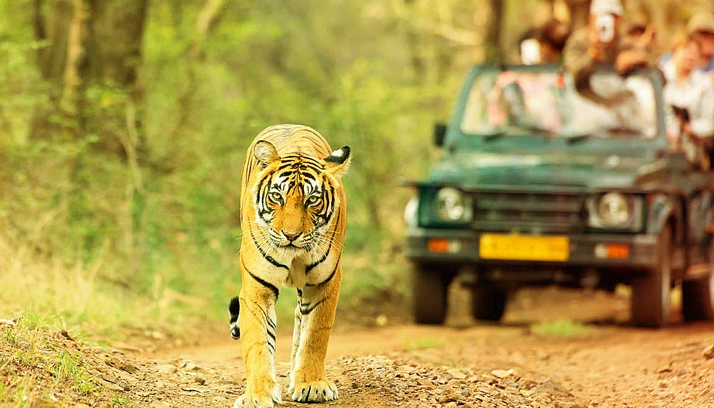 Rajaji National Park Haridwar - wildlife safari near Hotel Flora